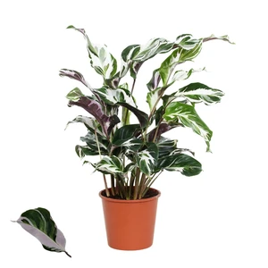 Calathea 'Stella' 14cm