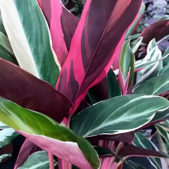 Calathea 'Triostar' 14cm - image 1