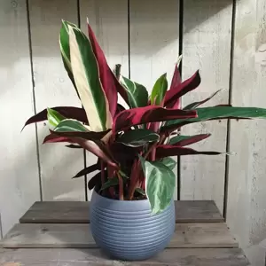 Calathea 'Triostar' 14cm - image 4