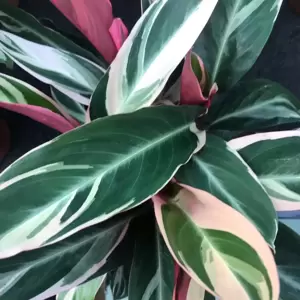 Calathea 'Triostar' 19cm - image 2