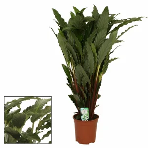 Calathea rufibarba 'Tropistar' 21cm