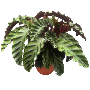 Calathea 'Velvet Glory'