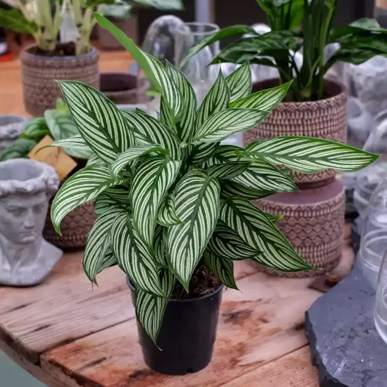 Calathea 'Vittata' 12cm - image 1