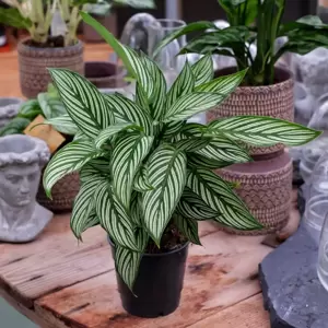 Calathea 'Vittata' 12cm