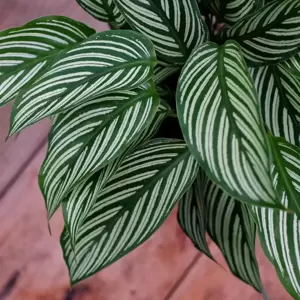 Calathea 'Vittata' 12cm - image 2