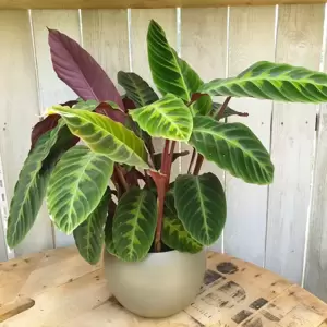 Calathea warscewiczii 19cm - image 3