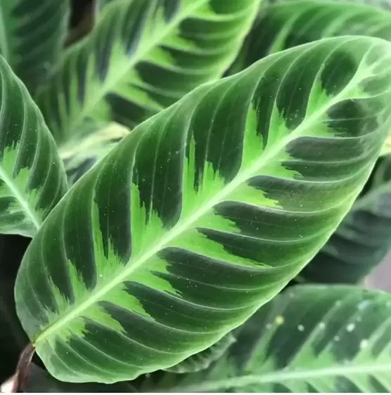 Calathea warscewiczii 6cm - image 1