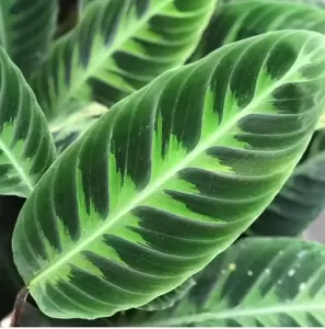 Calathea warscewiczii 14cm - image 1