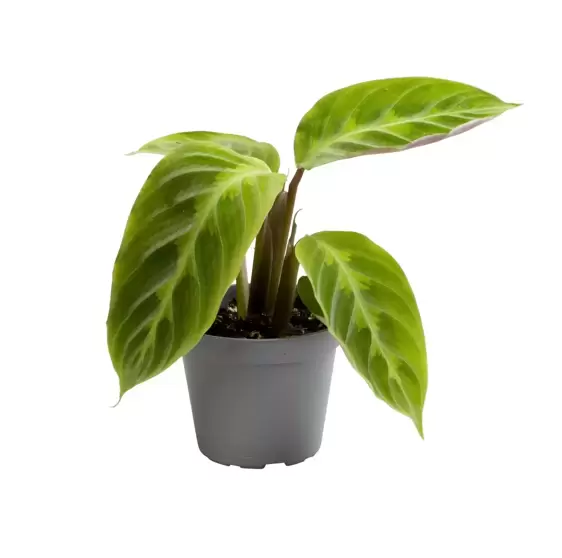 Calathea warscewiczii 6cm - image 2