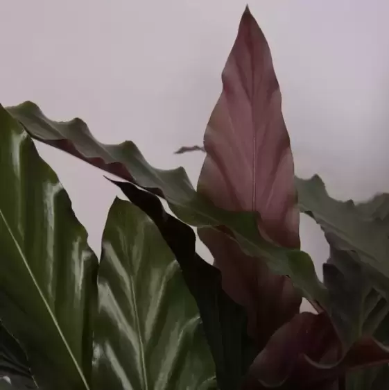 Calathea rufibarba 'Wavestar' 21cm - image 2