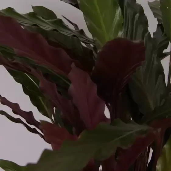 Calathea rufibarba 'Wavestar' 21cm - image 3