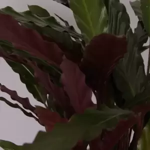 Calathea rufibarba 'Wavestar' 19cm - image 2