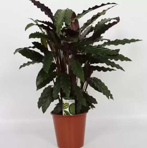 Calathea rufibarba 'Wavestar' 19cm - image 4