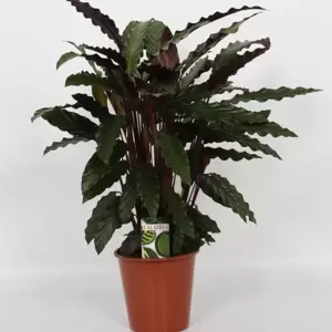 Calathea rufibarba 'Wavestar' 19cm - image 4