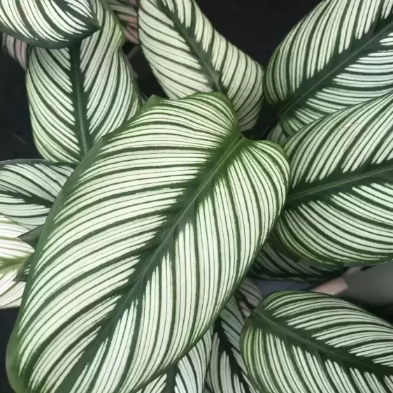 Calathea 'White Star' 12cm - image 1