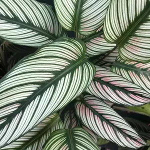 Calathea 'White Star' 19cm - image 2