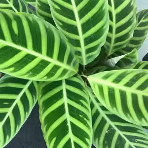 Calathea 'Zebrina' 19cm