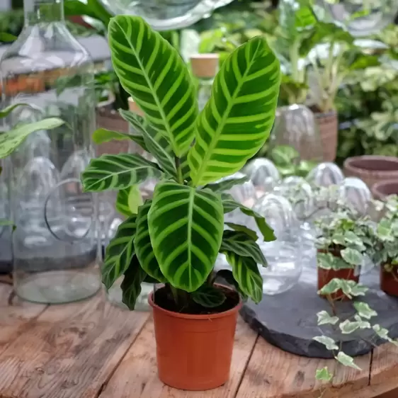 Calathea 'Zebrina' 14cm - image 1