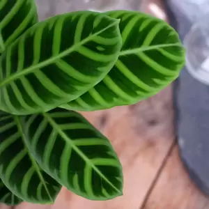 Calathea 'Zebrina' 19cm - image 3