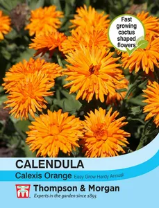Calendula Calexis Orange - image 1