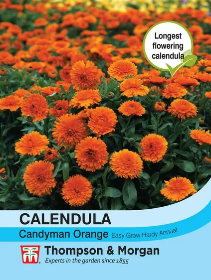 Calendula Candyman Orange - image 1
