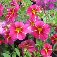 Calibrachoa