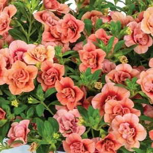 Calibrachoa 'Aloha Double Apricot'