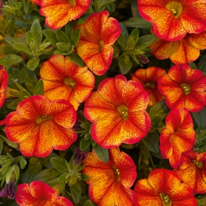 Calibrachoa 'Bakari Orange'