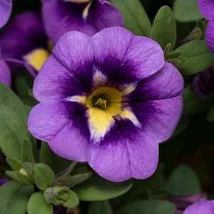 Calibrachoa 'Cabaret Bumble Bee Blue' - image 3