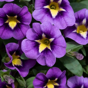 Calibrachoa 'Cabaret Bumble Bee Blue'