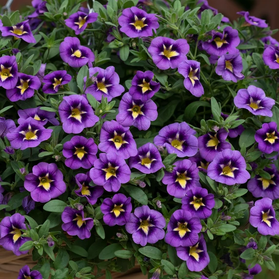 Calibrachoa 'Cabaret Bumble Bee Blue' - image 2