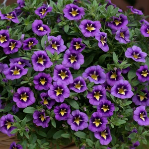 Calibrachoa 'Cabaret Bumble Bee Blue' - image 2