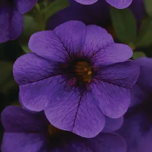 Calibrachoa 'Cabaret Dark Blue'