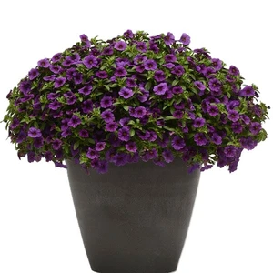 Calibrachoa 'Cabaret Dark Blue' - image 2