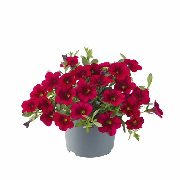 Picture - Ball Horticultural