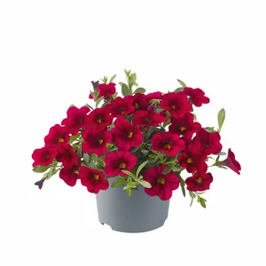 Picture - Ball Horticultural