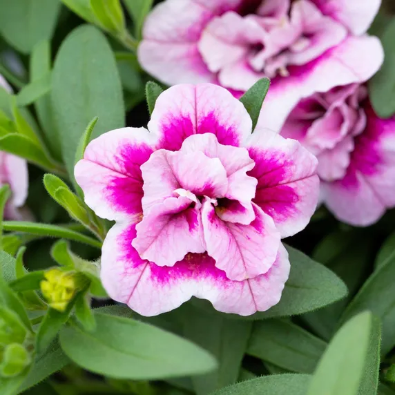 Calibrachoa 'Cabaret Double Pink Eye'
