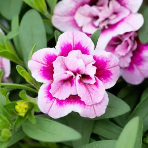Calibrachoa 'Cabaret Double Pink Eye'