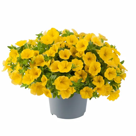 Picture - Ball Horticultural