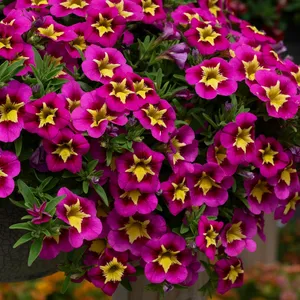 Picture - Ball Horticultural