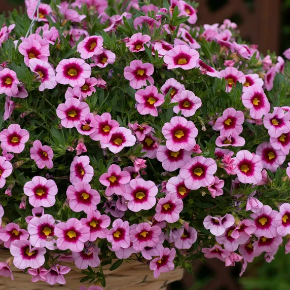 Picture - Ball Horticultural