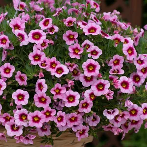 Picture - Ball Horticultural