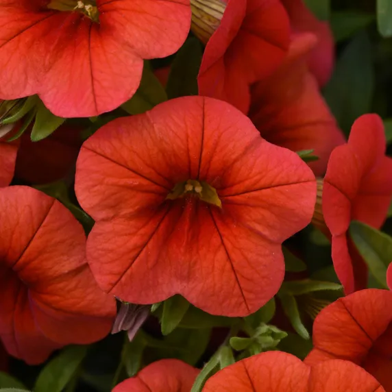 Picture - Ball Horticultural