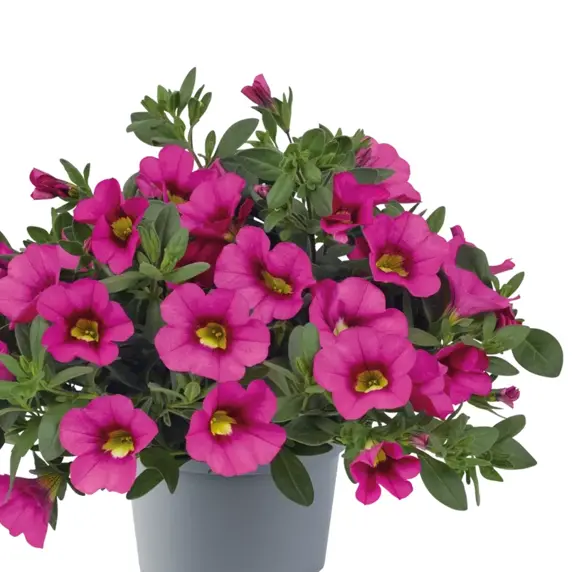 Calibrachoa 'Cabaret Early Pink'