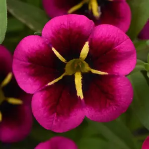 Calibrachoa 'Cabaret Good Night Kiss'