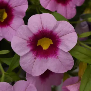 Calibrachoa 'Cabaret Light Pink Eye'