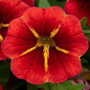 Picture - Ball Horticultural