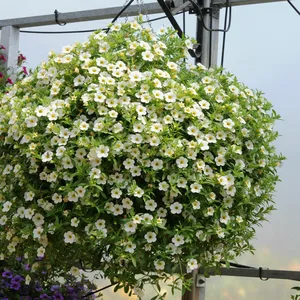 Picture - Ball Horticultural