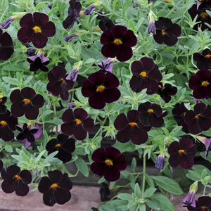 Picture - Ball Horticultural