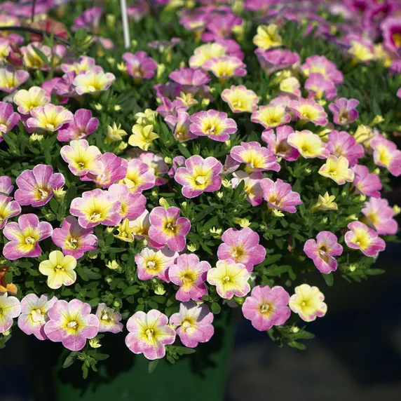 Picture - Selecta One